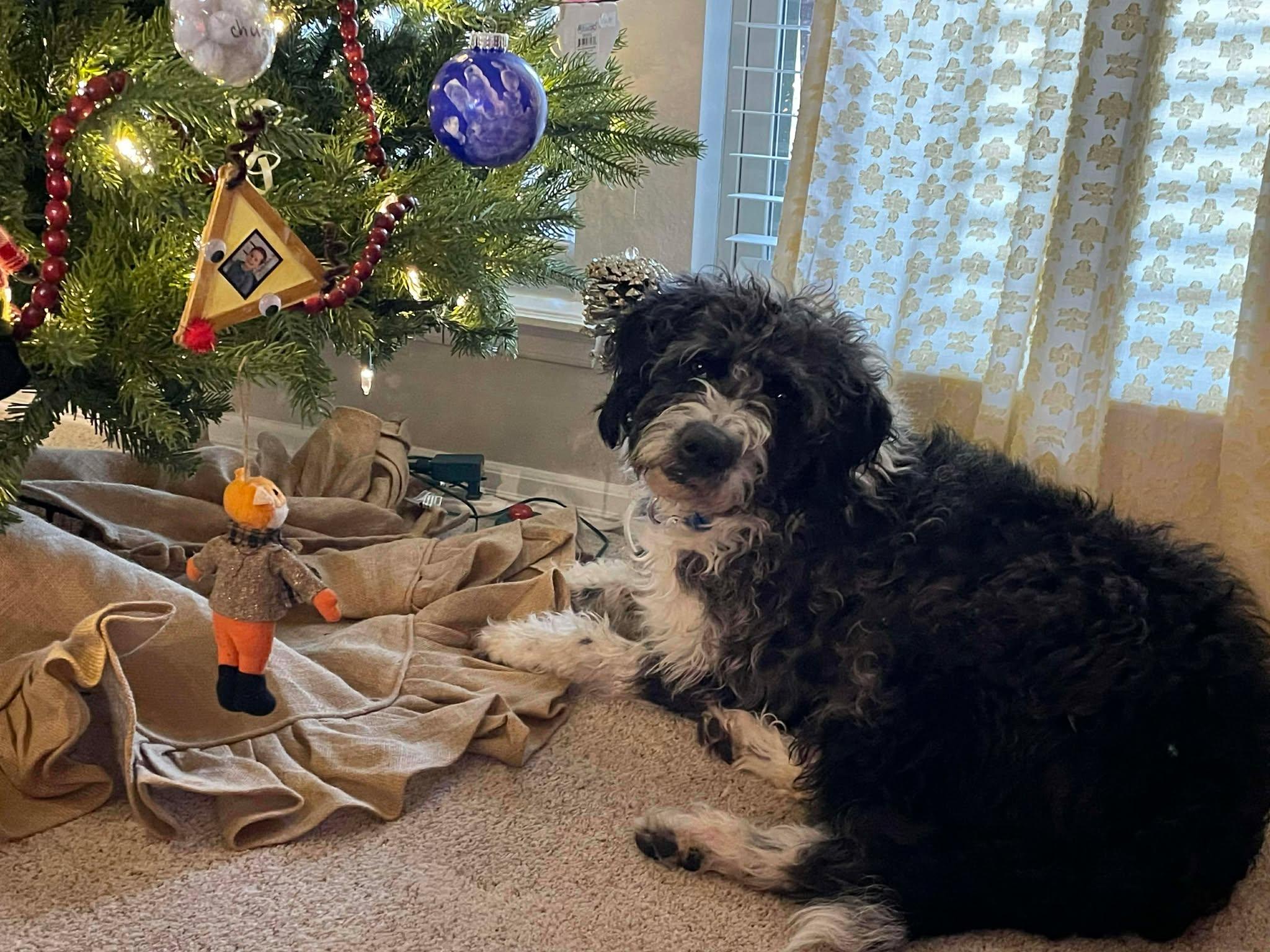 Enlarge Jolly, a ADOPTABLE mixed breed in Kiowa, OK image 2/6