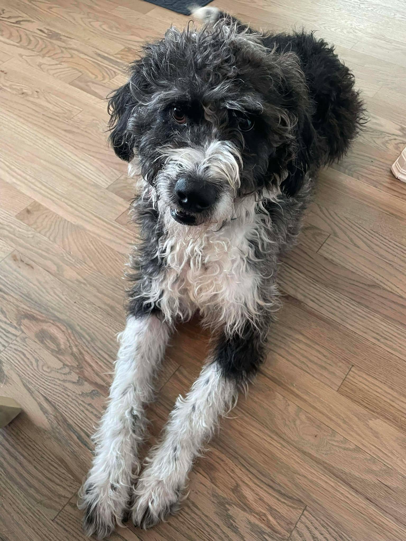 Enlarge Jolly, a ADOPTABLE mixed breed in Kiowa, OK image 3/6