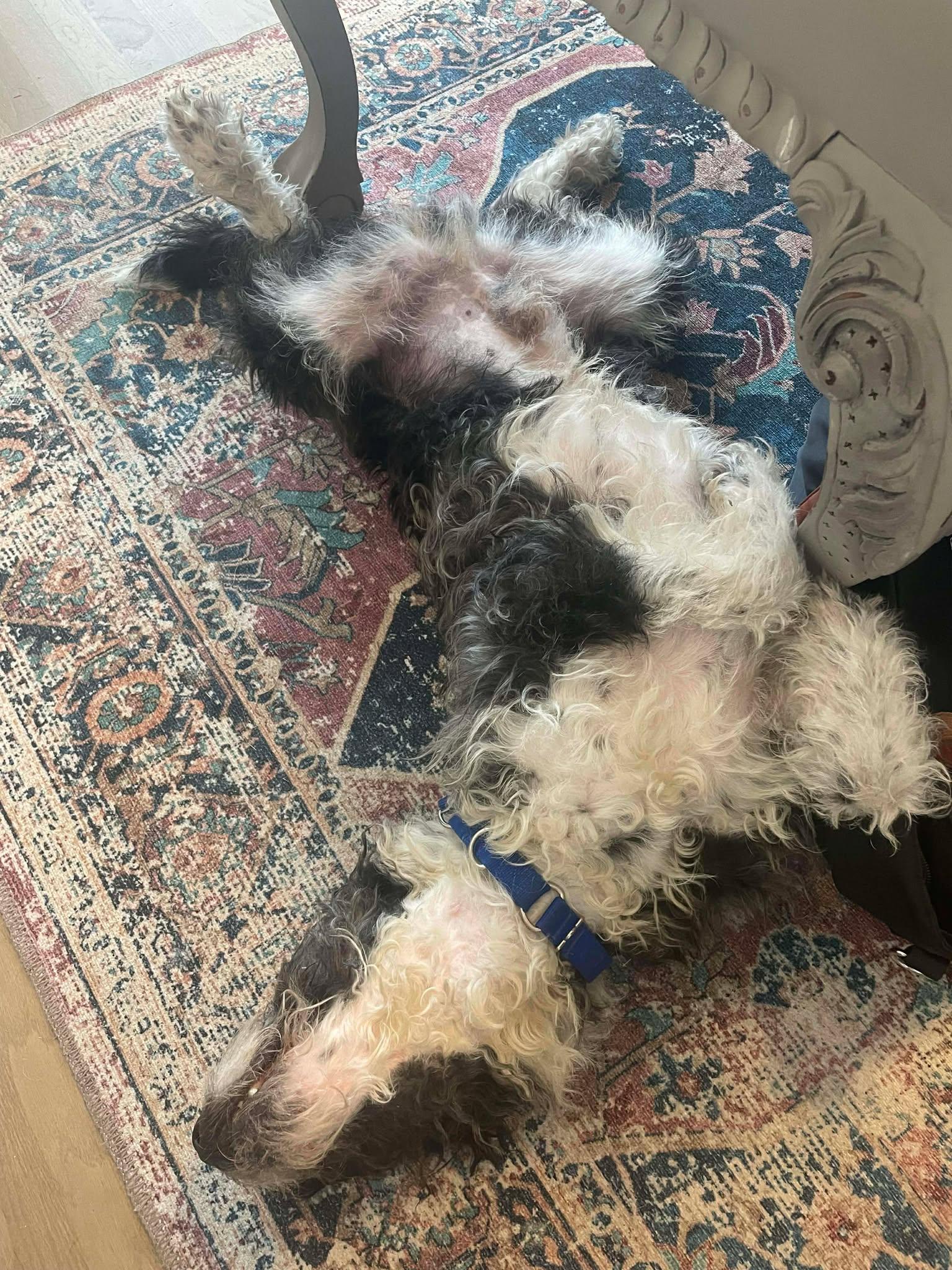 Enlarge Jolly, a ADOPTABLE mixed breed in Kiowa, OK image 4/6