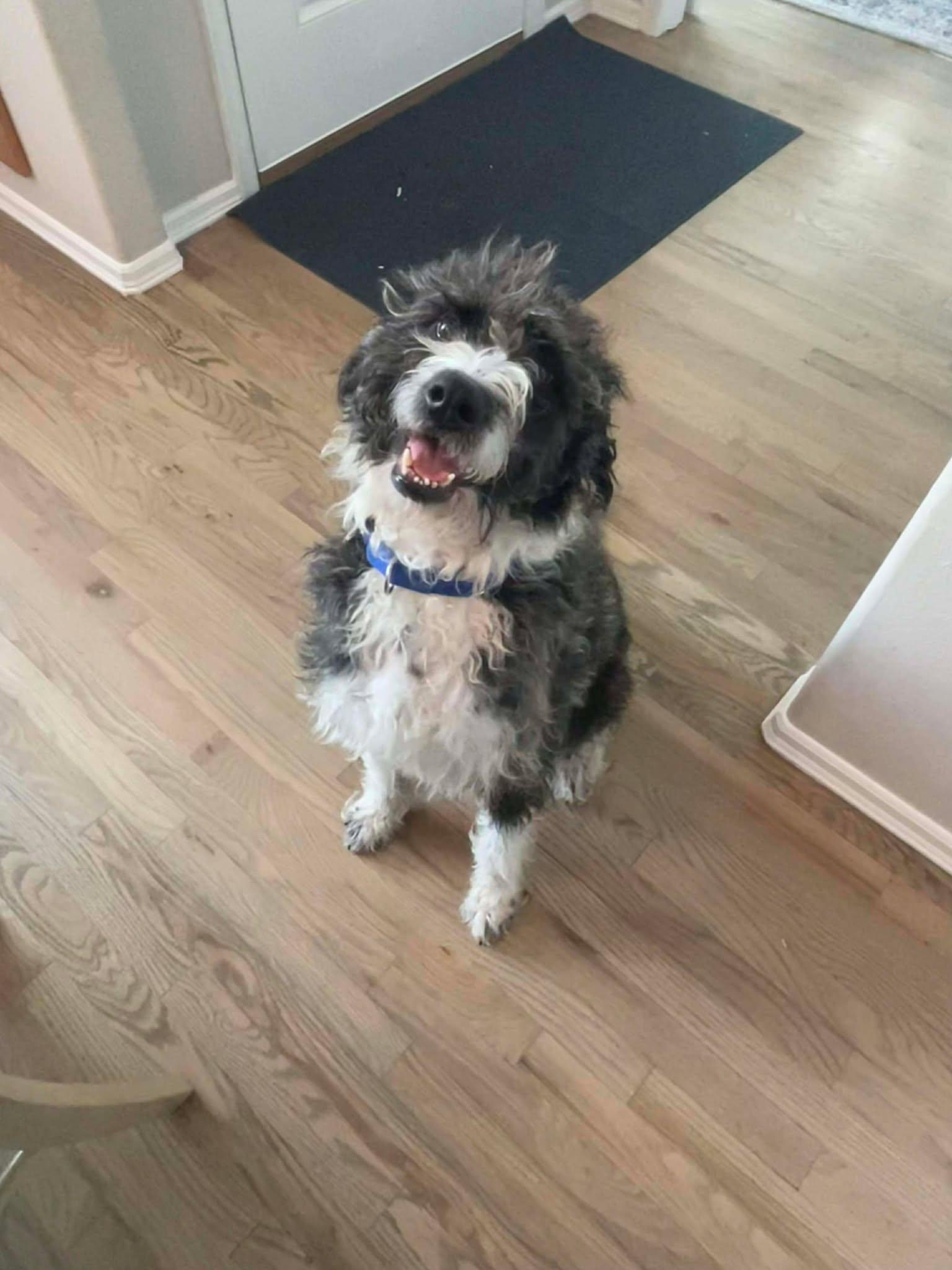 Enlarge Jolly, a ADOPTABLE mixed breed in Kiowa, OK image 5/6