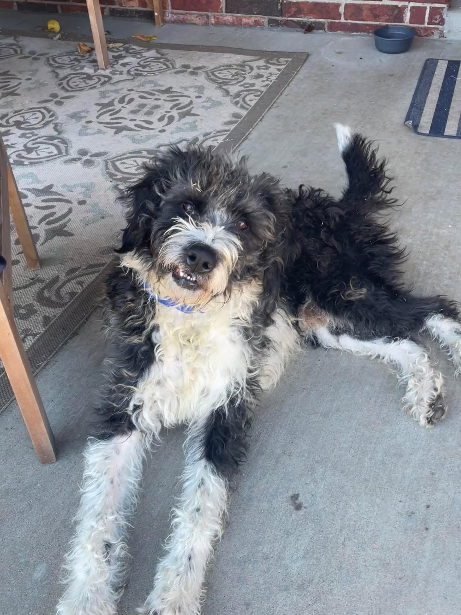 Enlarge Jolly, a ADOPTABLE mixed breed in Kiowa, OK image 6/6