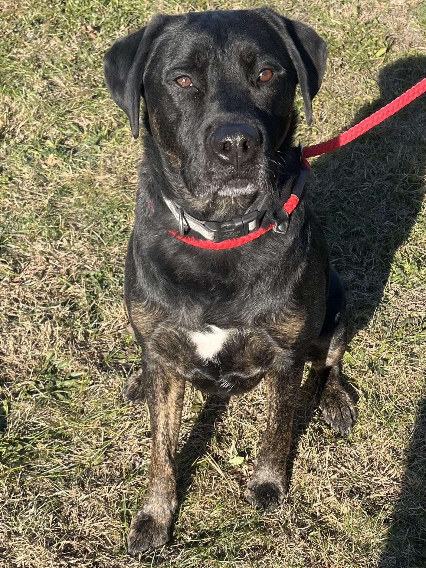 Enlarge Bentley, a ADOPTABLE mixed breed in Winchester, VA image 1/5