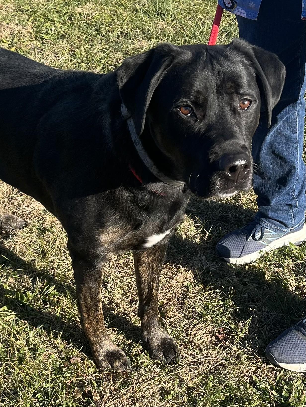 Enlarge Bentley, a ADOPTABLE mixed breed in Winchester, VA image 2/5