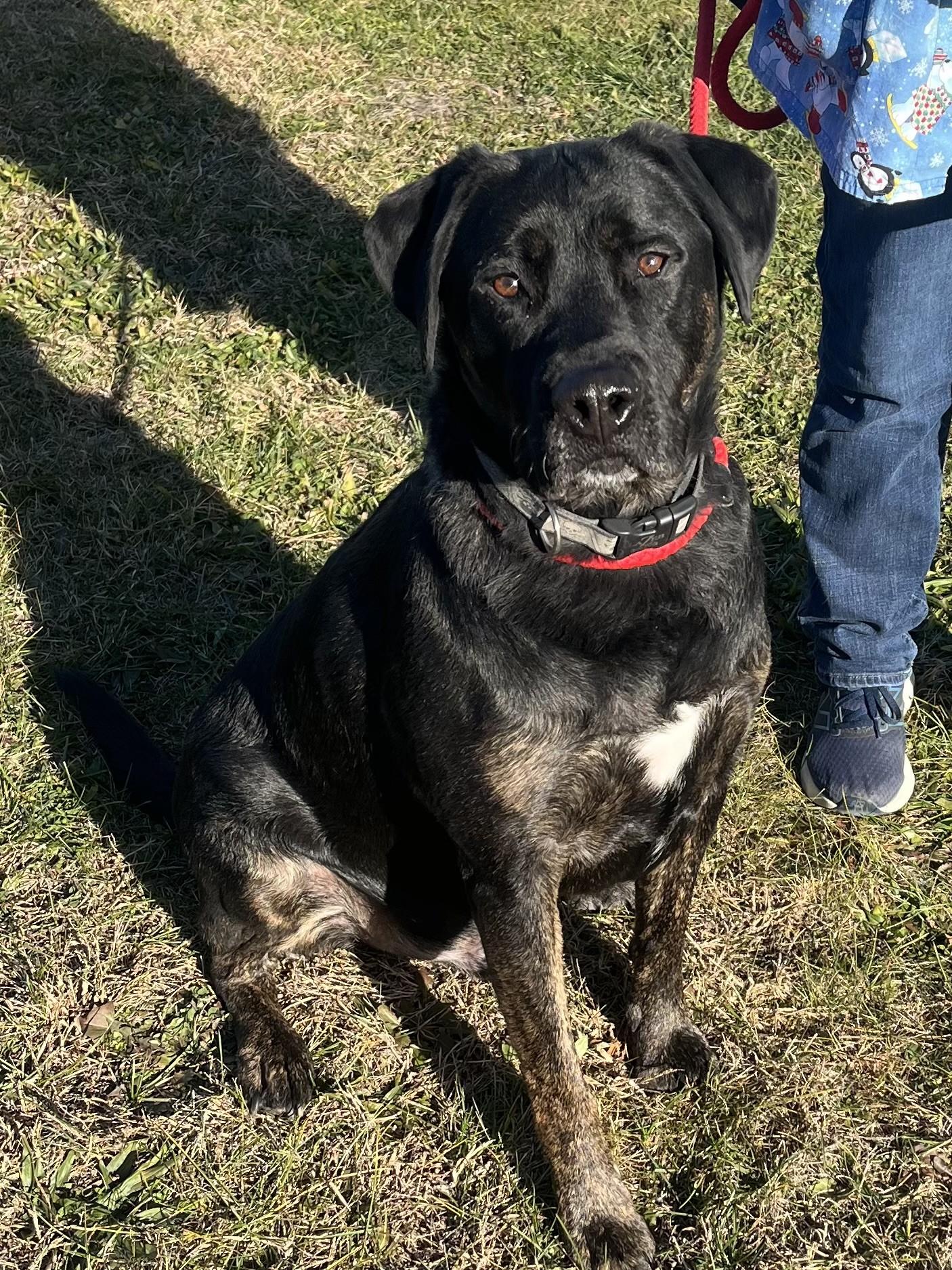 Enlarge Bentley, a ADOPTABLE mixed breed in Winchester, VA image 4/5