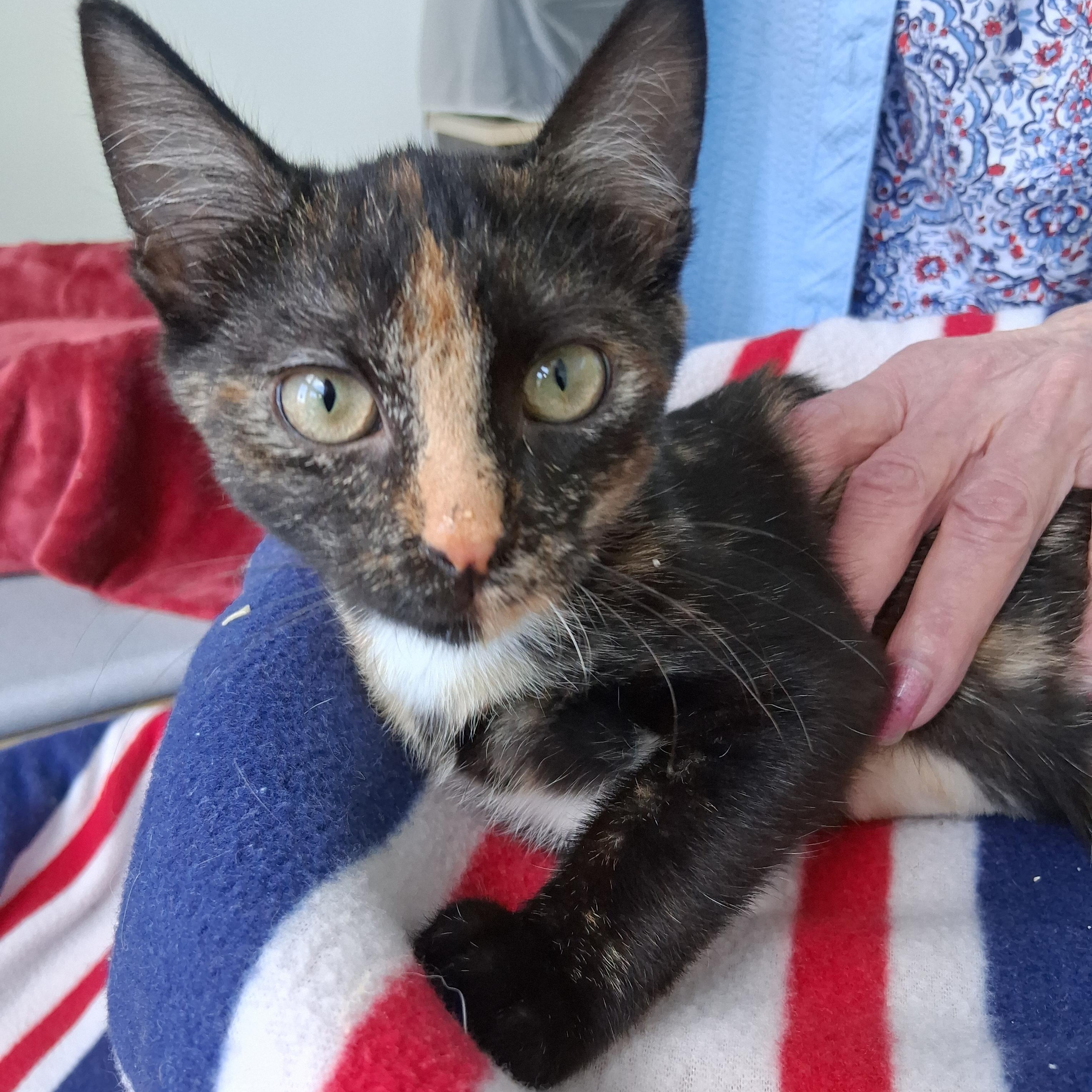 Wednesday, ADOPTABLE, Kitten Female Domestic Short Hair.