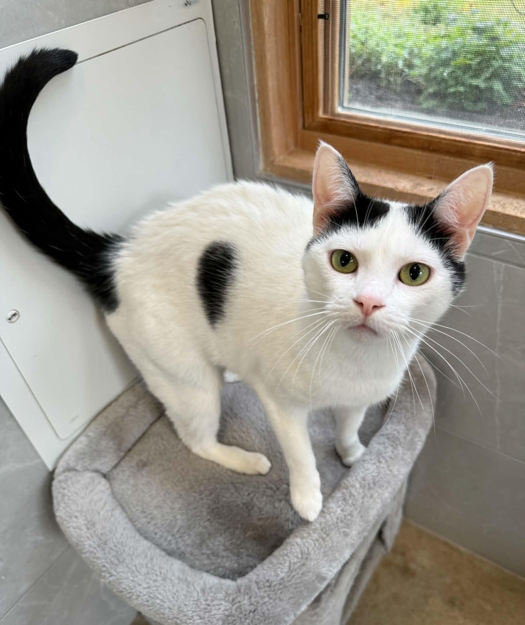 Enlarge Holly, a Adoptable Domestic Short Hair in Elizabethtown, NY image 1/1
