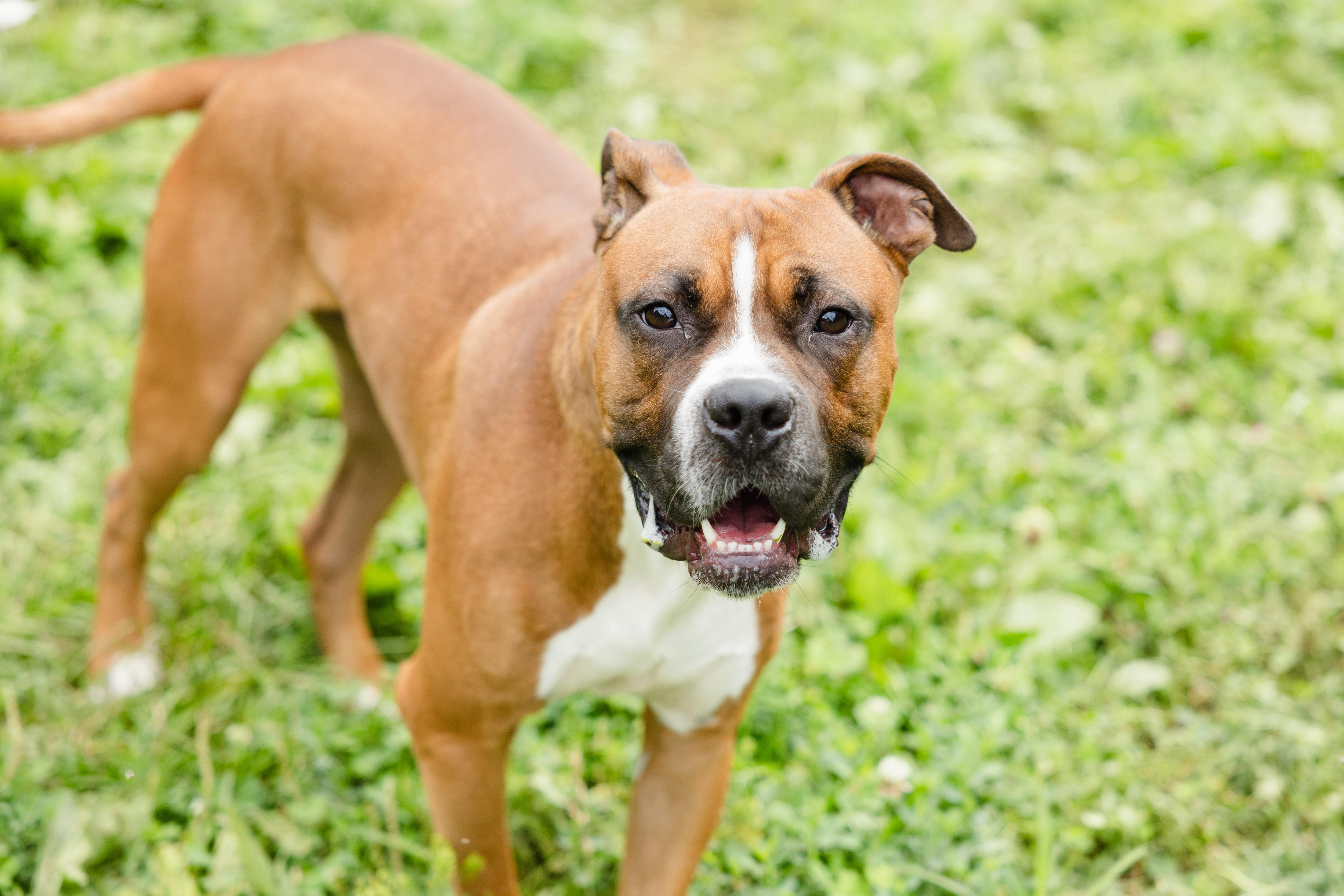 Enlarge Hector, a ADOPTABLE mixed breed in Newburgh, IN image 2/3