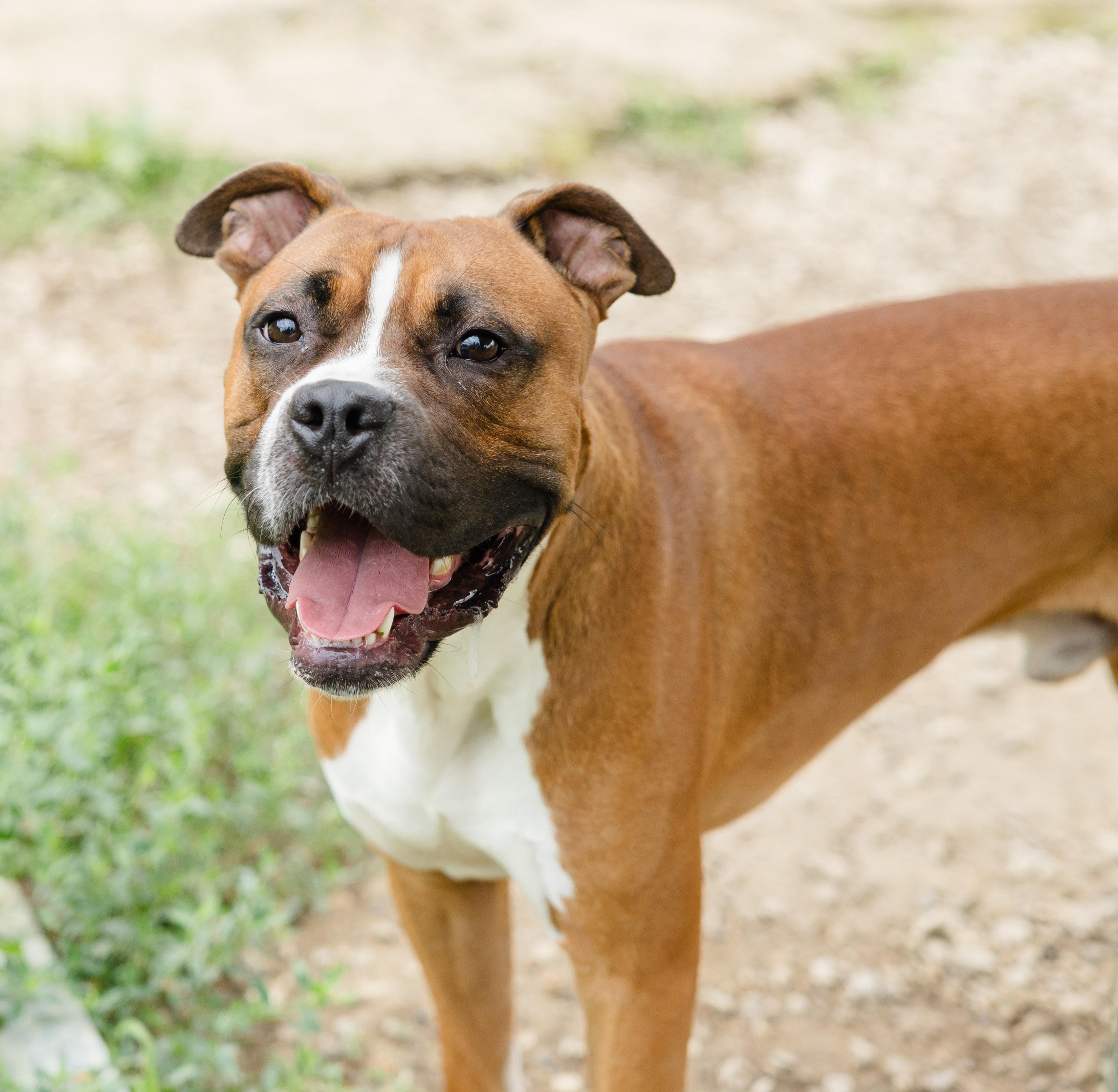 Hector, ADOPTABLE, Adult Male Boxer.