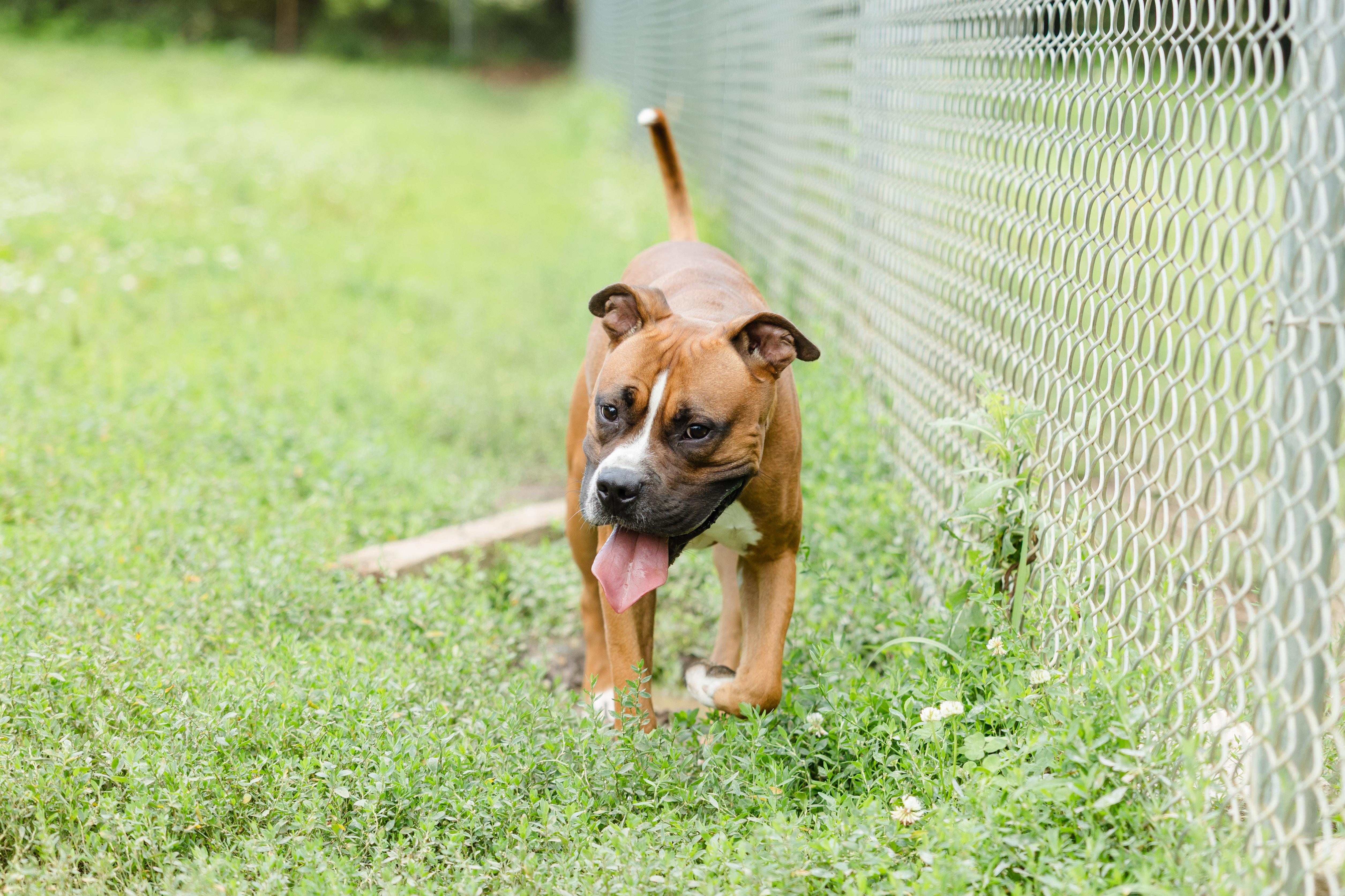 Enlarge Hector, a ADOPTABLE mixed breed in Newburgh, IN image 3/3