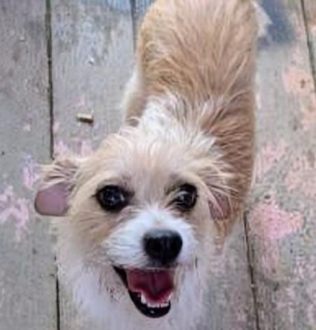 Penny, a ADOPTABLE mixed breed in Saint David, AZ image 2/2
