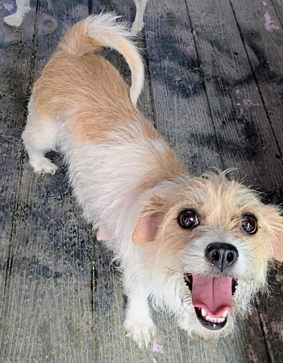 Penny, a ADOPTABLE mixed breed in Saint David, AZ image 1/2