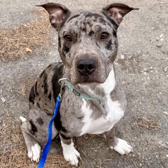 Enlarge Nova, a Adoptable mixed breed in Pocatello, ID image 1/4