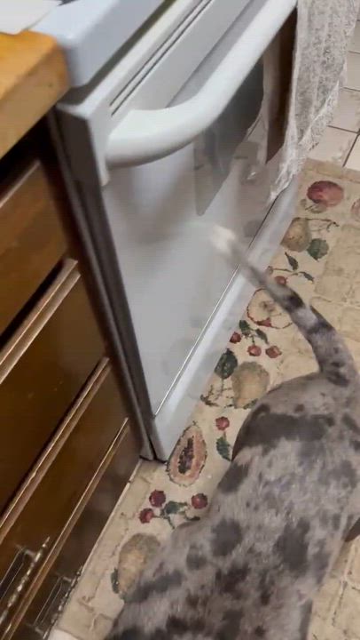 Enlarge Nova, a Adoptable mixed breed in Pocatello, ID video 4/4
