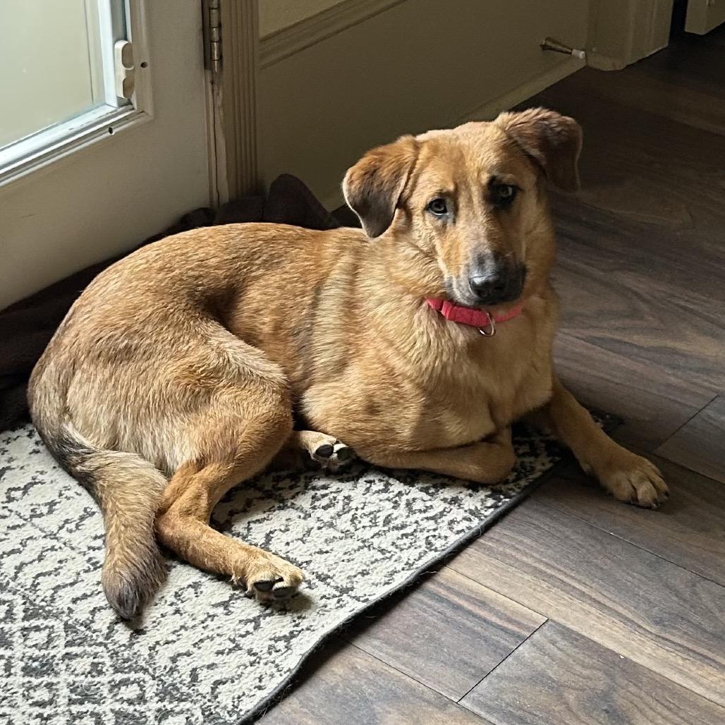 Enlarge Mable, a Adoptable Mixed Breed in Houston, TX image 1/5