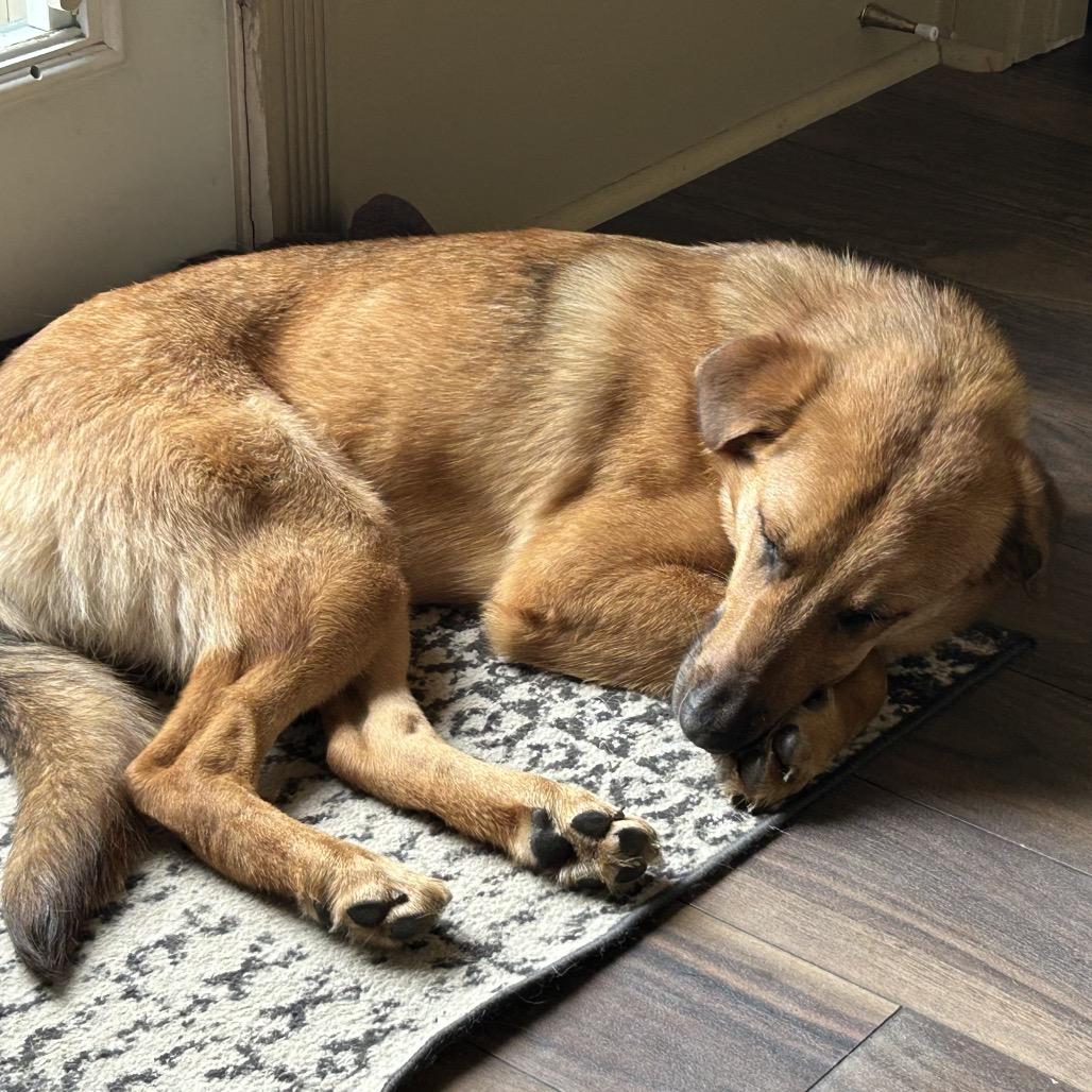 Enlarge Mable, a Adoptable Mixed Breed in Houston, TX image 2/5