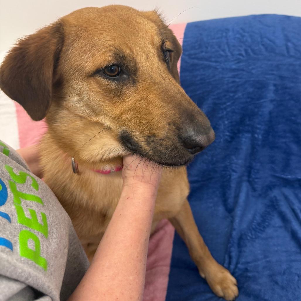 Mable, Adoptable, Young Female Mixed Breed.