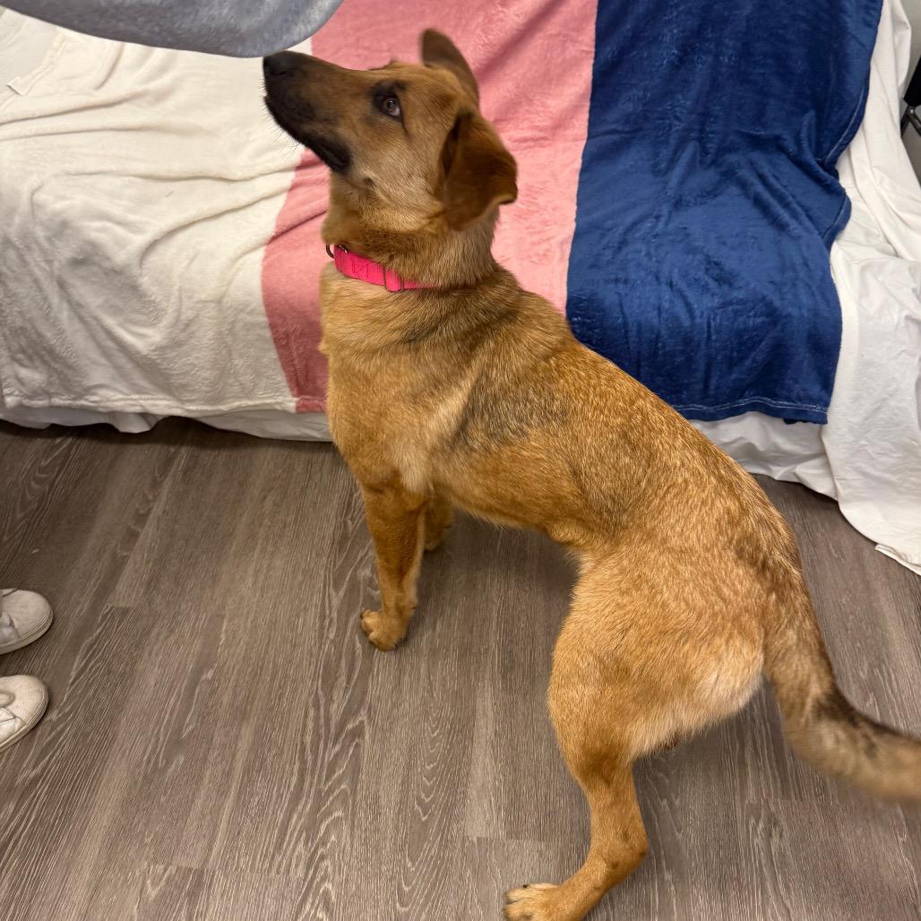 Enlarge Mable, a Adoptable Mixed Breed in Houston, TX image 2/4