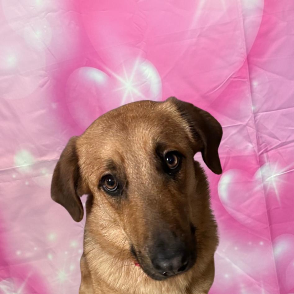 Enlarge Mable, a Adoptable Mixed Breed in Houston, TX image 4/5