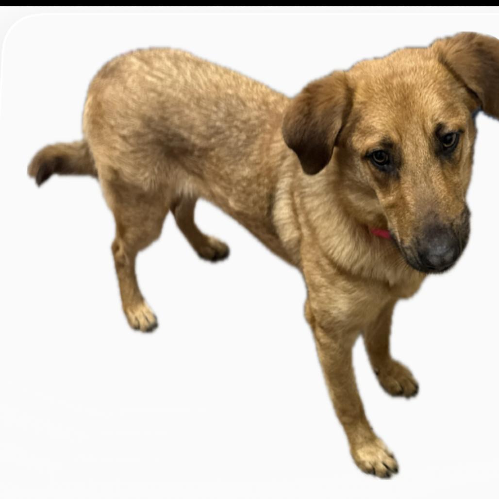 Enlarge Mable, a Adoptable Mixed Breed in Houston, TX image 3/4