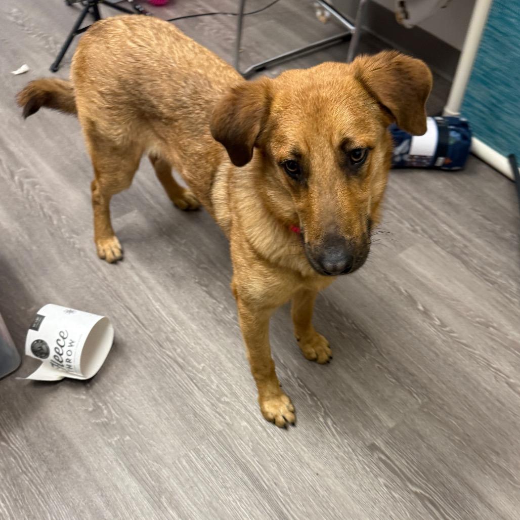 Enlarge Mable, a Adoptable Mixed Breed in Houston, TX image 4/4