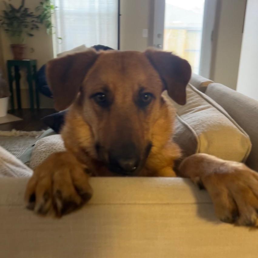 Enlarge Mable, a Adoptable Mixed Breed in Houston, TX image 5/5