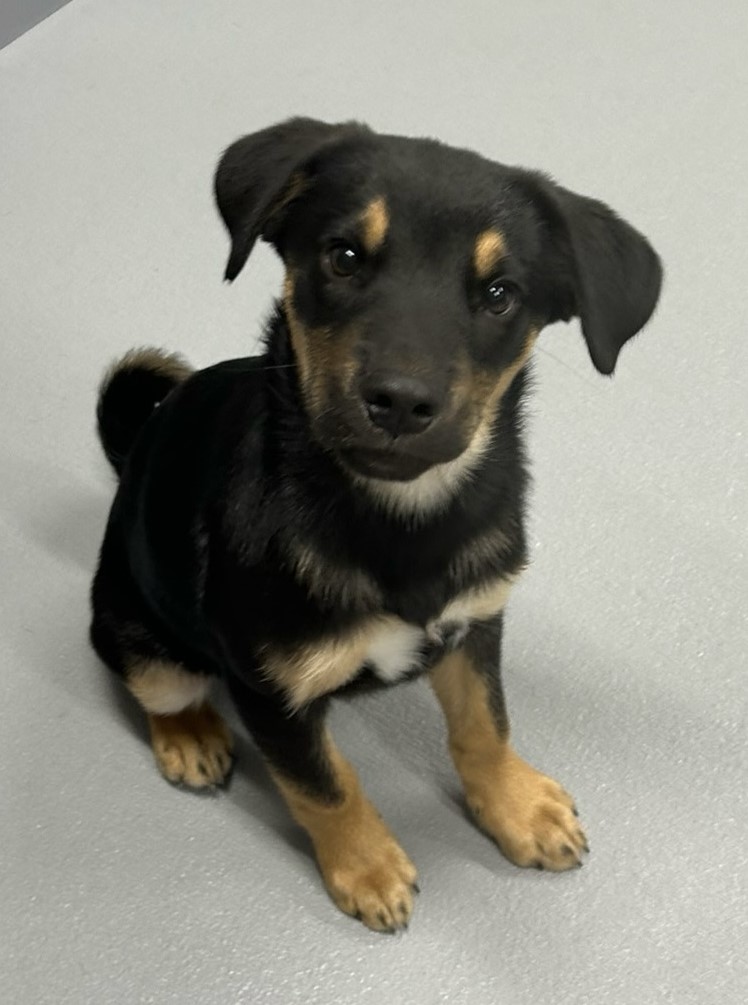 Gus