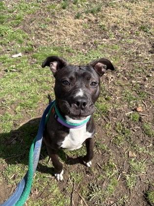 Chance, an adopted mixed breed in Phoenixville, PA image 2/3