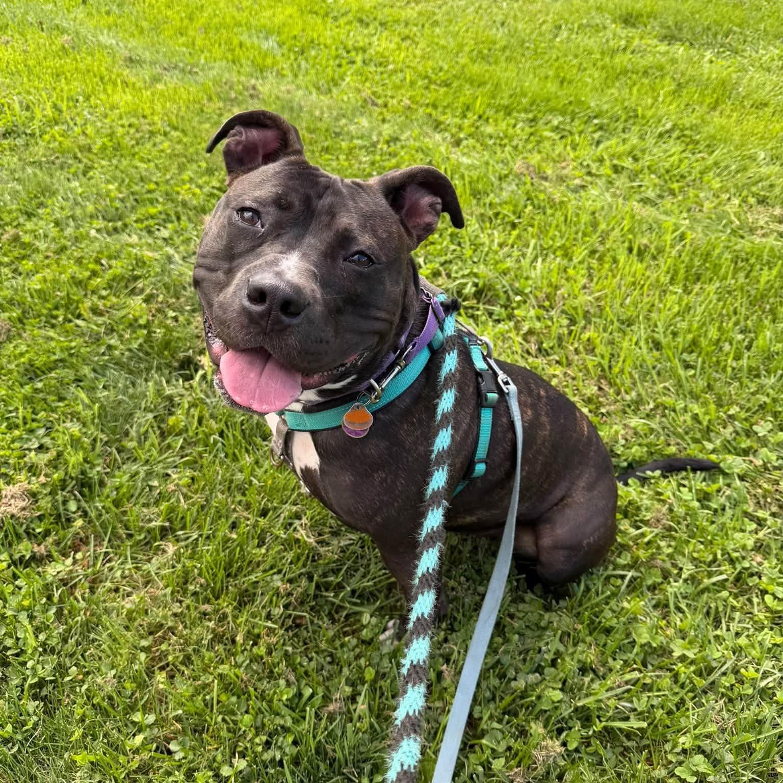 Storm, an adoptable mixed breed in Phoenixville, PA image 1/6