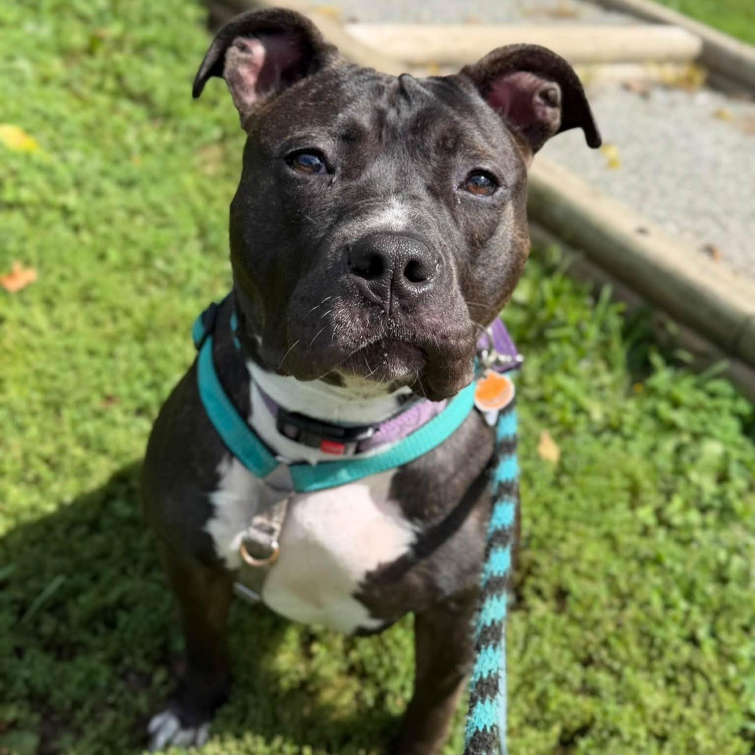 Storm, an adoptable mixed breed in Phoenixville, PA image 2/6