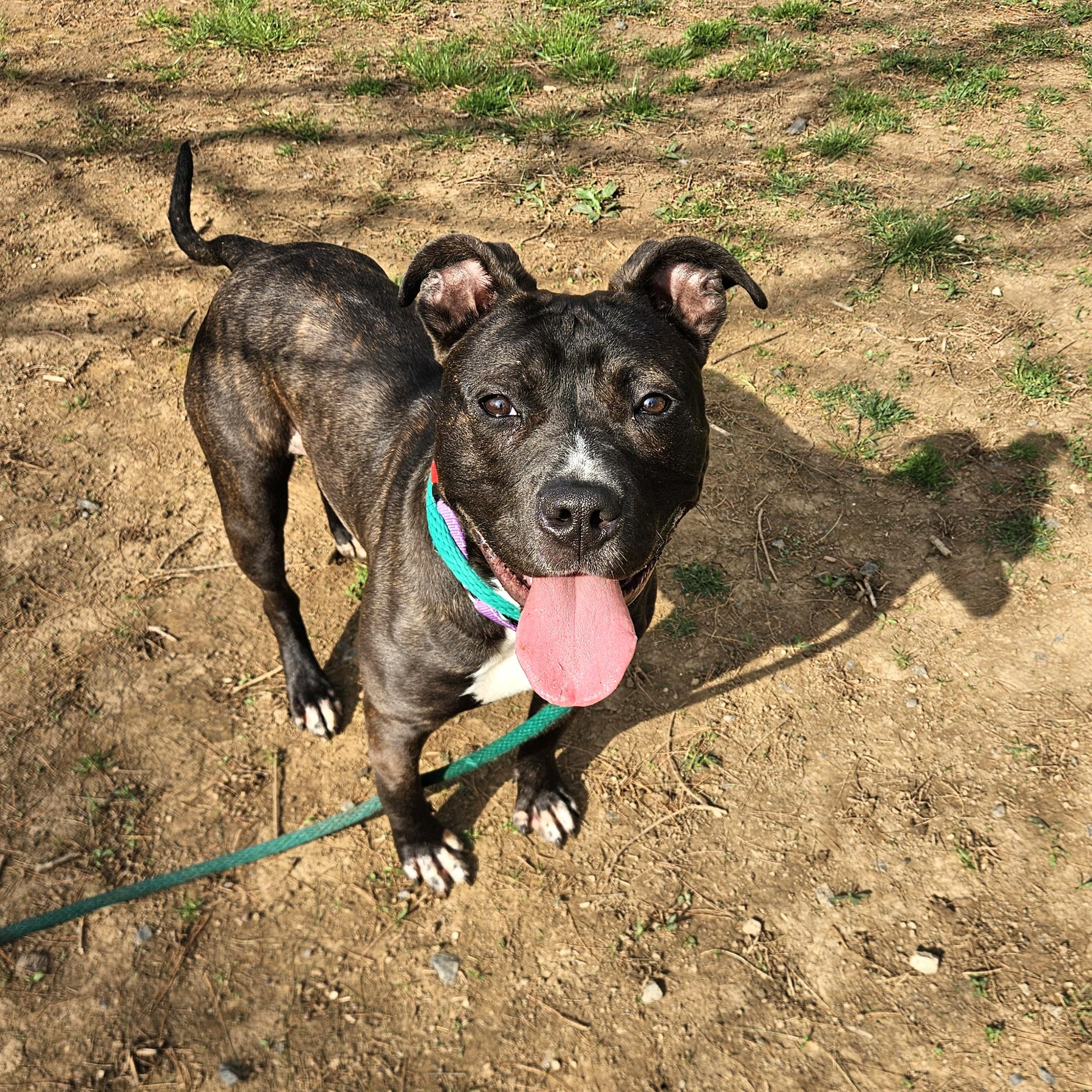 Storm, an adoptable mixed breed in Phoenixville, PA image 3/6