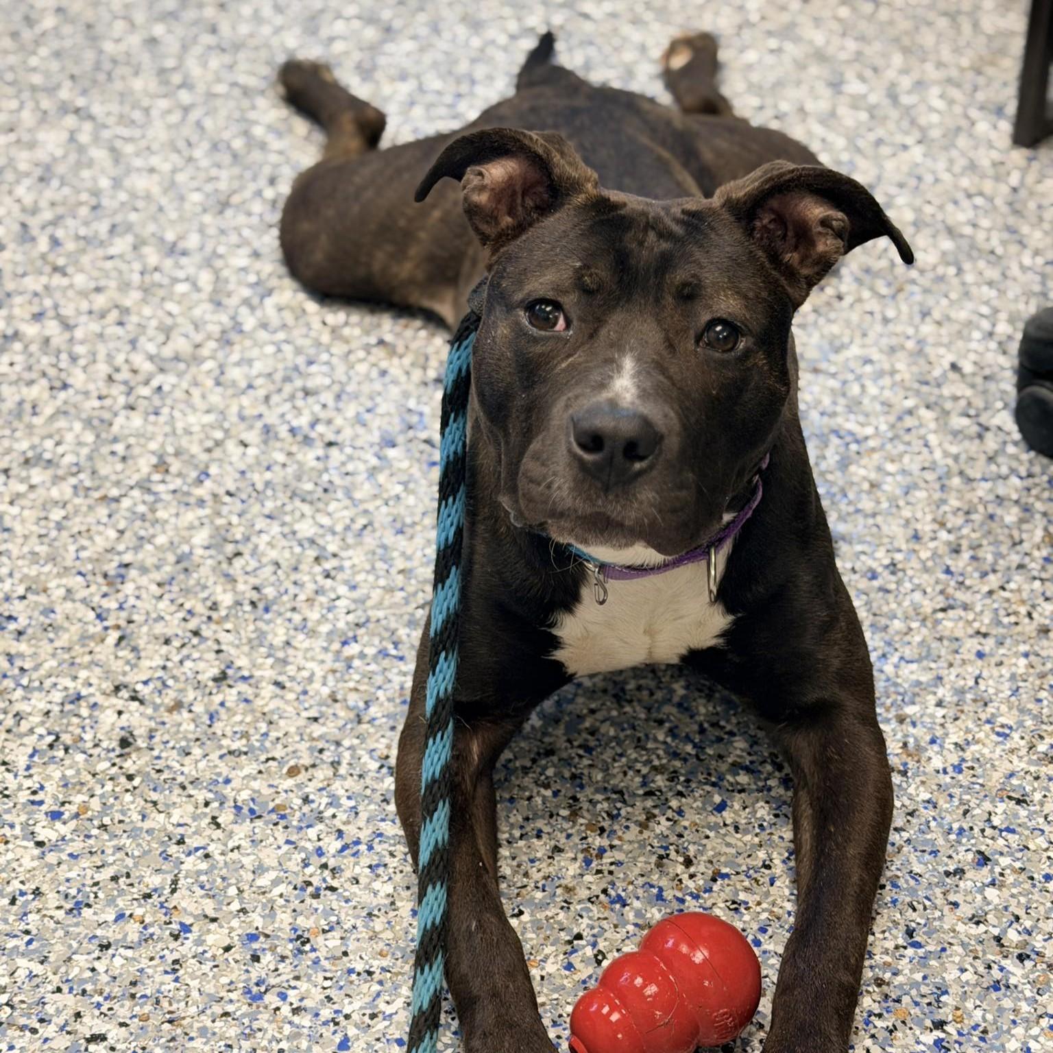 Storm, an adoptable mixed breed in Phoenixville, PA image 6/6