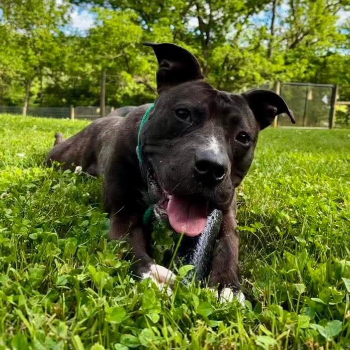 Storm, an adoptable mixed breed in Phoenixville, PA image 4/6