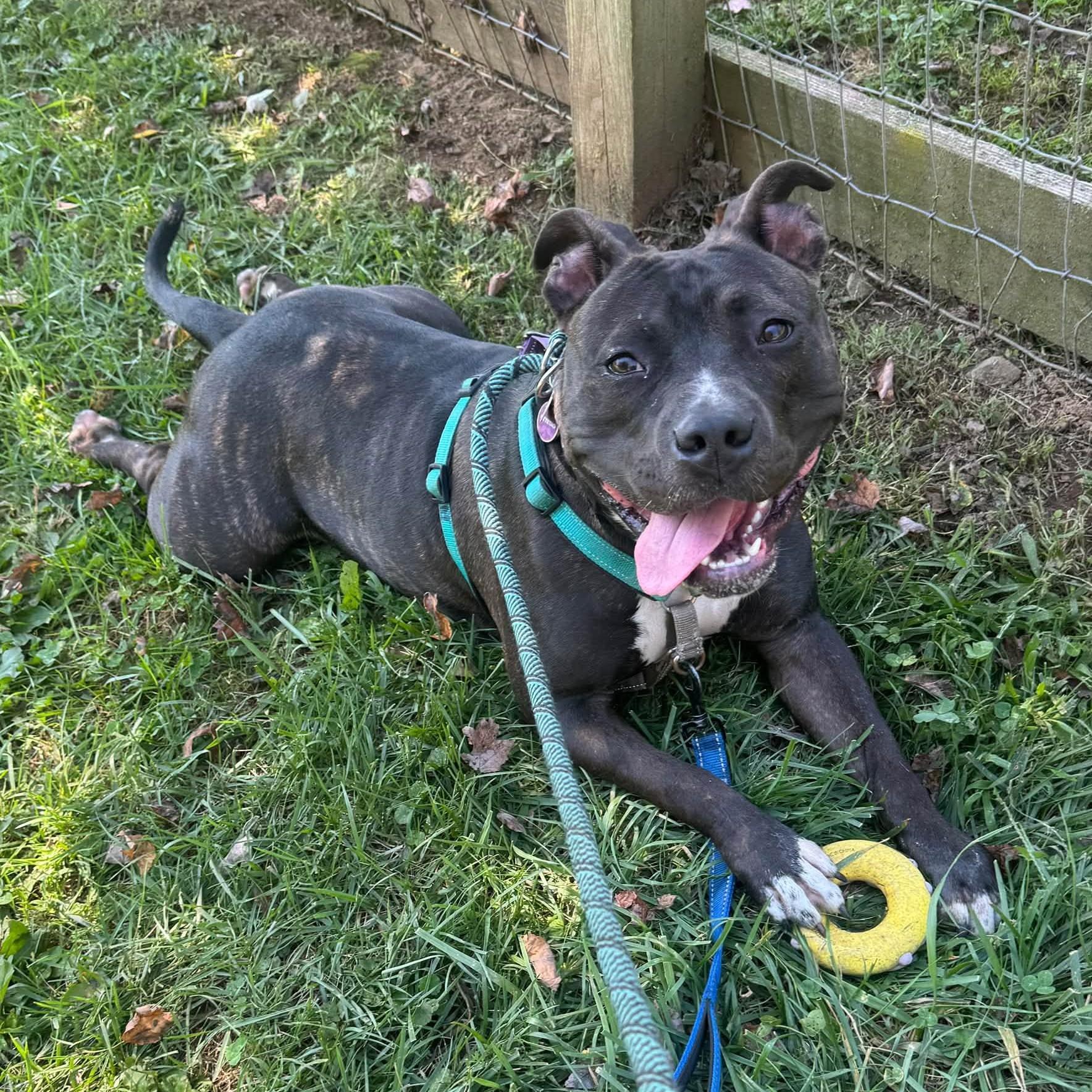Enlarge Storm, a Adoptable mixed breed in Phoenixville, PA image 1/6