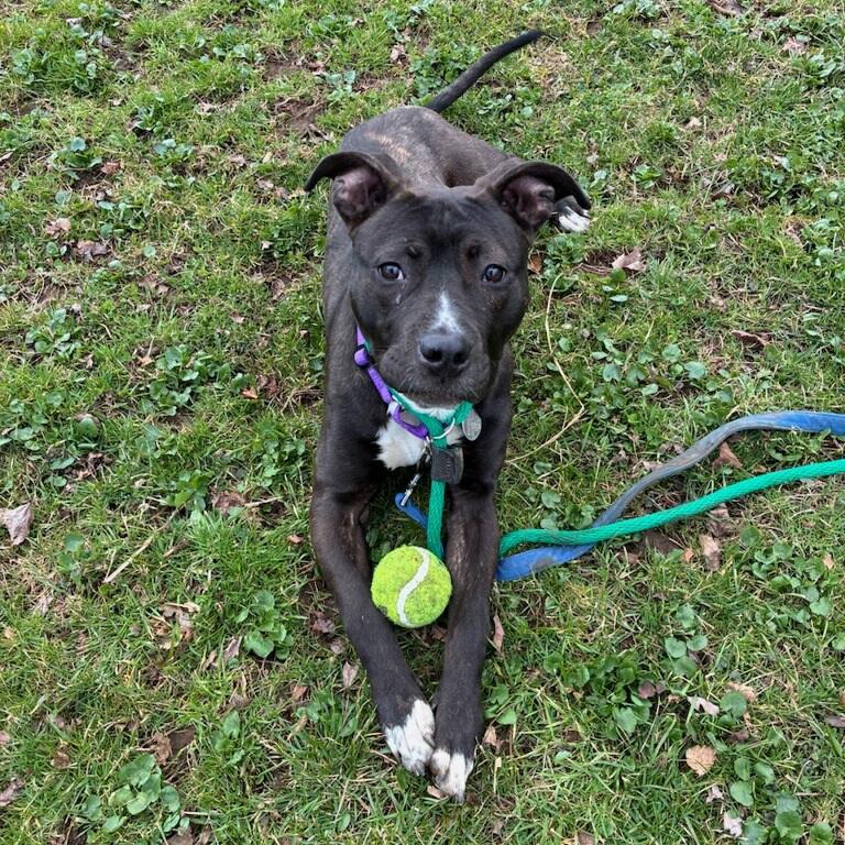 Chance, an adopted mixed breed in Phoenixville, PA image 3/3
