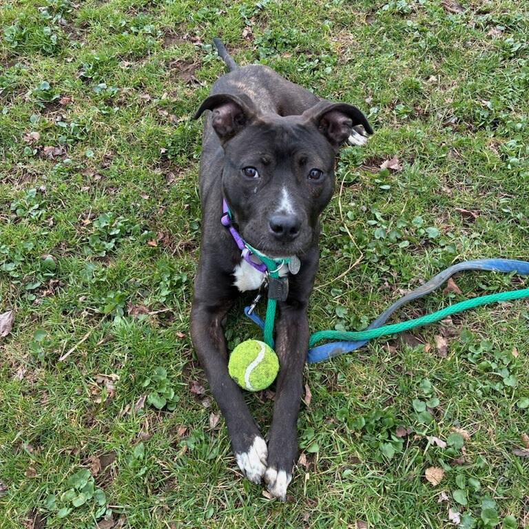 Chance, an adopted mixed breed in Phoenixville, PA image 1/3