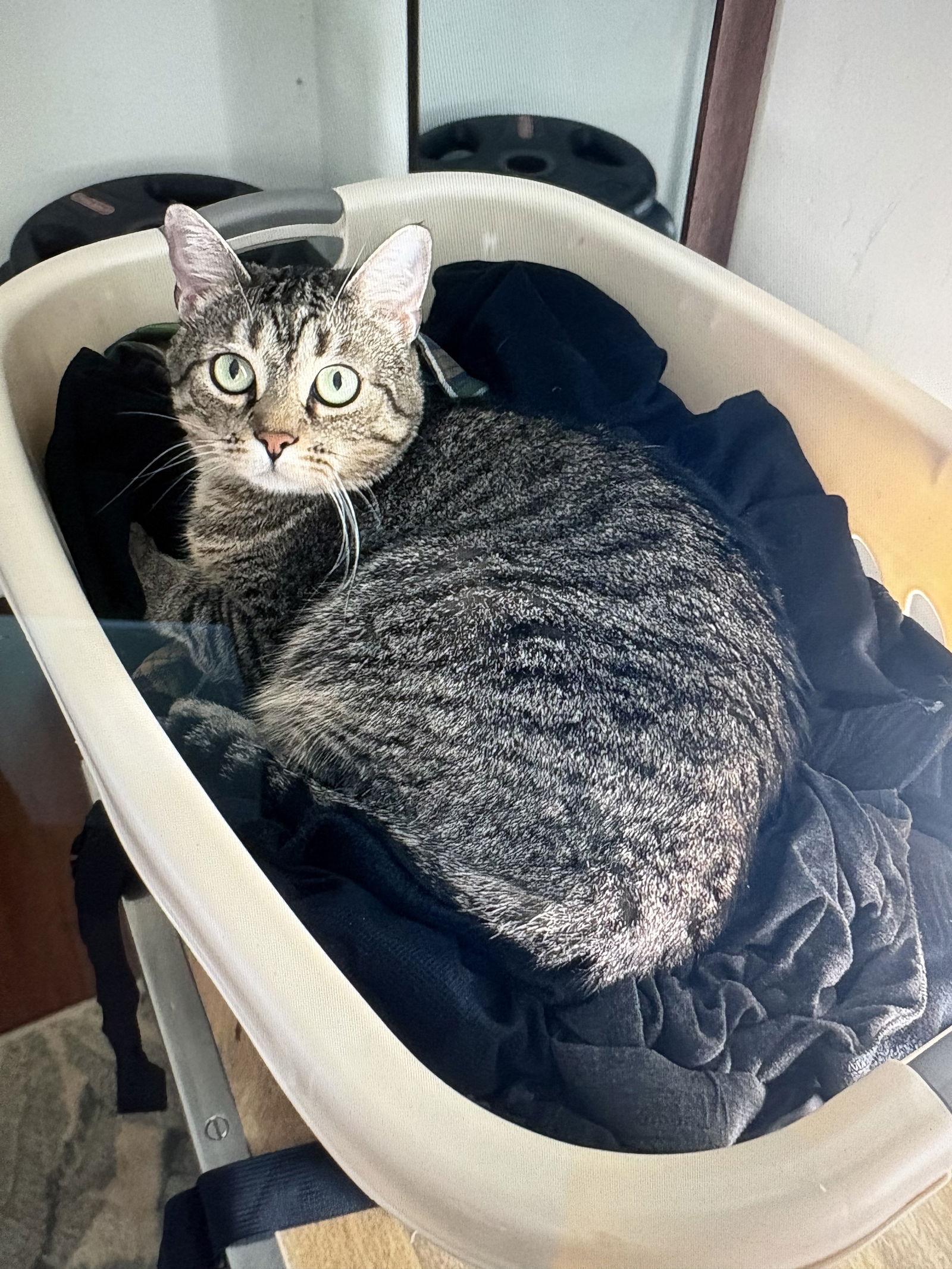 Enlarge Cleo, a Adoptable Domestic Short Hair in West Palm Beach, FL image 2/3