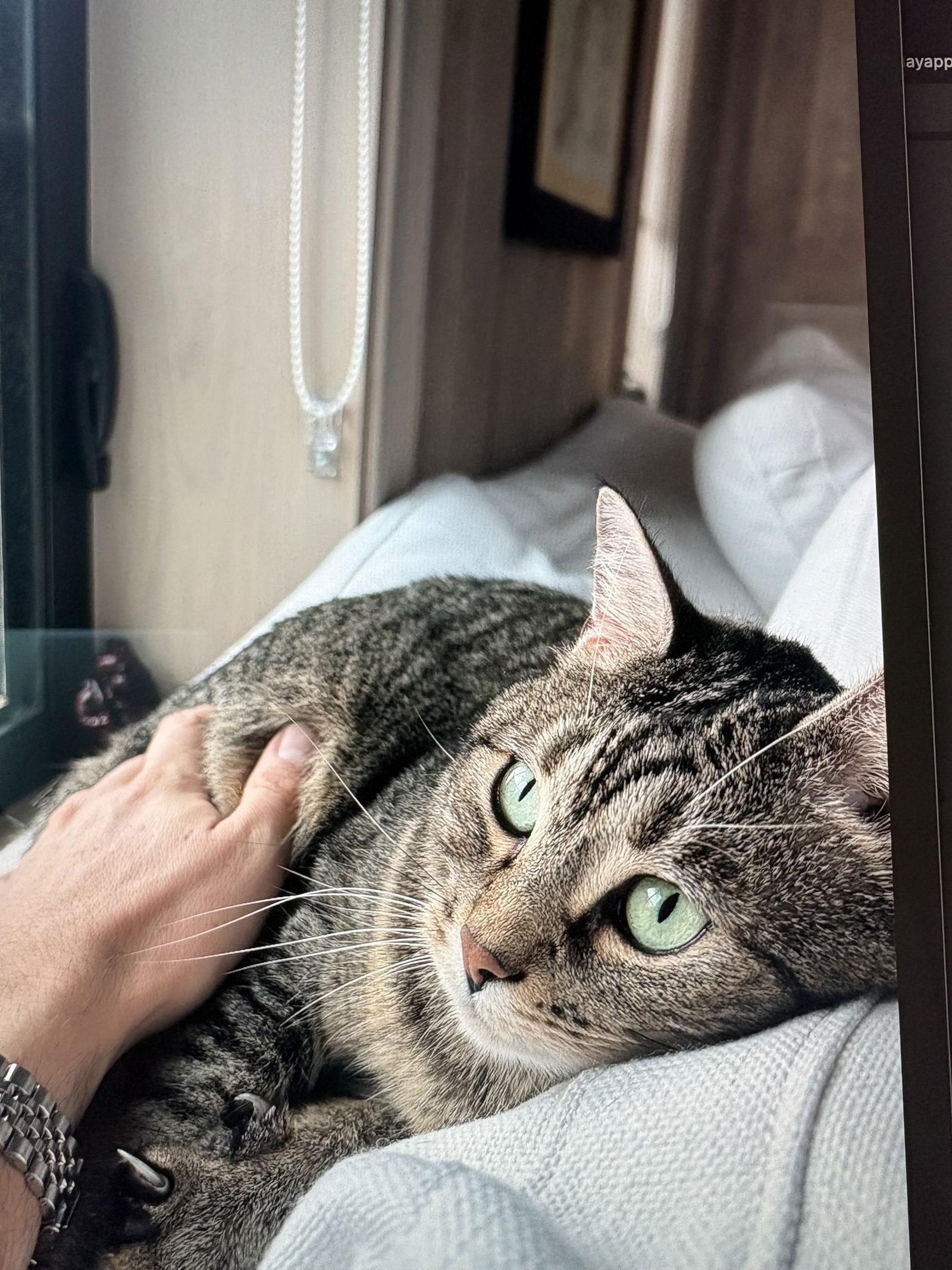 Enlarge Cleo, a Adoptable Domestic Short Hair in West Palm Beach, FL image 3/3