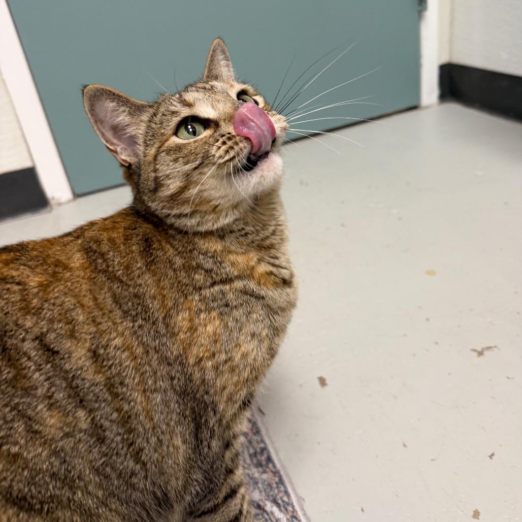 Enlarge Calliope, a Adoptable mixed breed in Houston, TX image 1/6