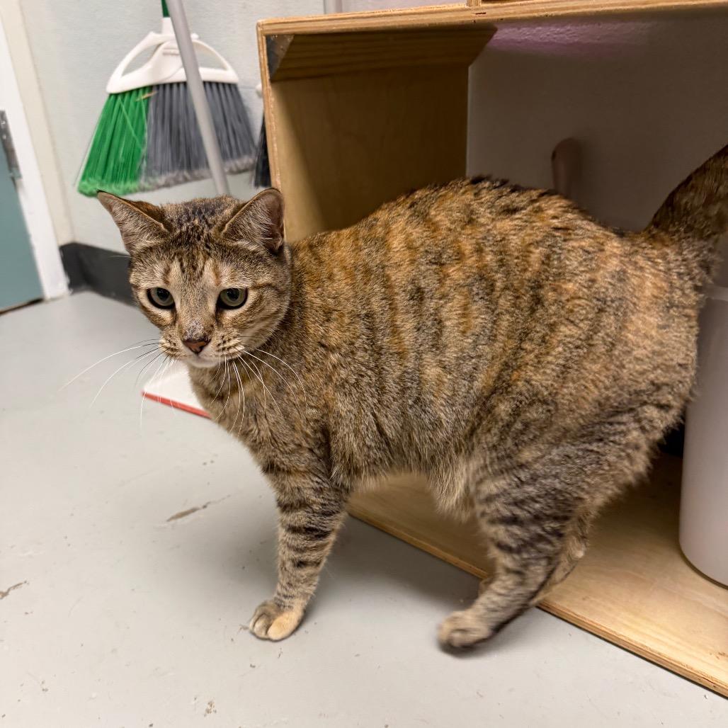 Enlarge Calliope, a Adoptable mixed breed in Houston, TX image 2/6