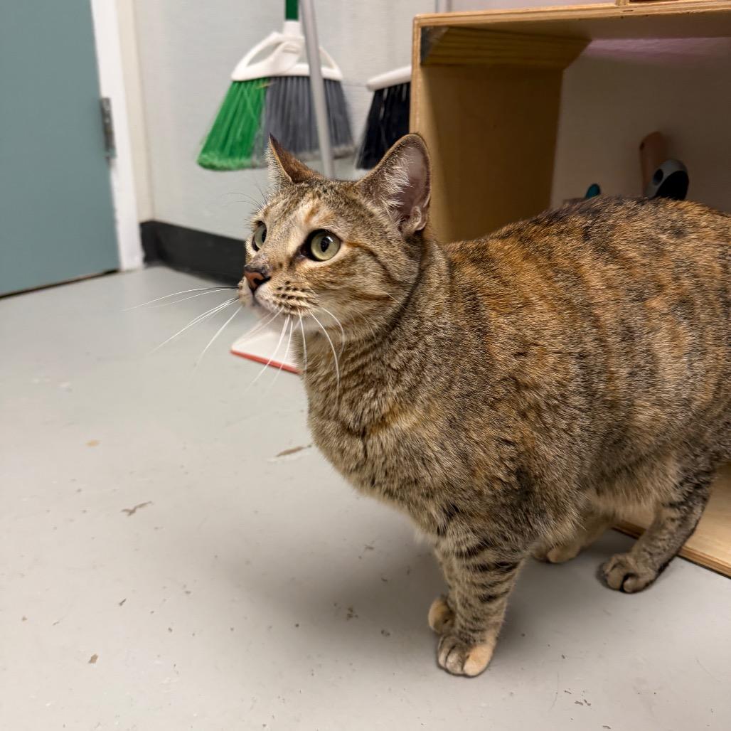 Enlarge Calliope, a Adoptable mixed breed in Houston, TX image 3/6