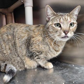 Enlarge Calliope, a Adoptable mixed breed in Houston, TX image 5/6