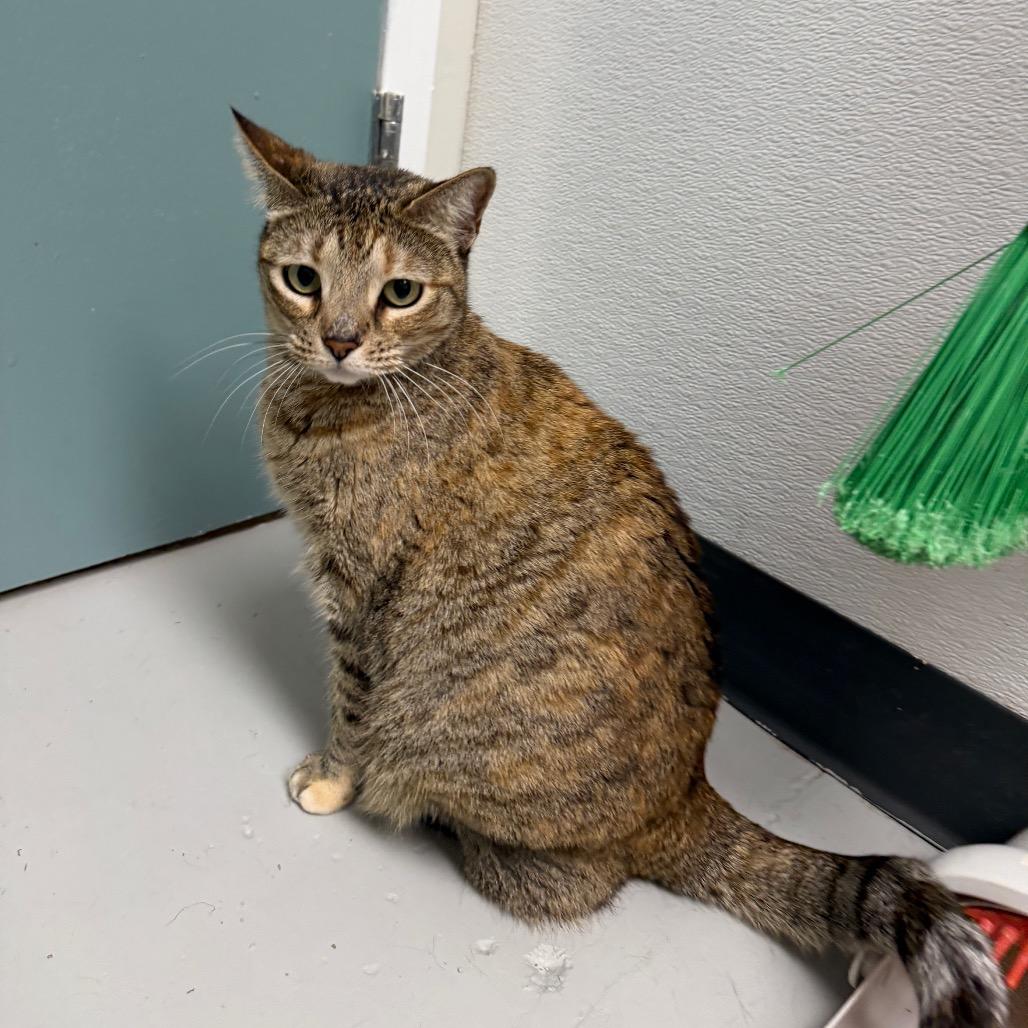 Enlarge Calliope, a Adoptable mixed breed in Houston, TX image 6/6