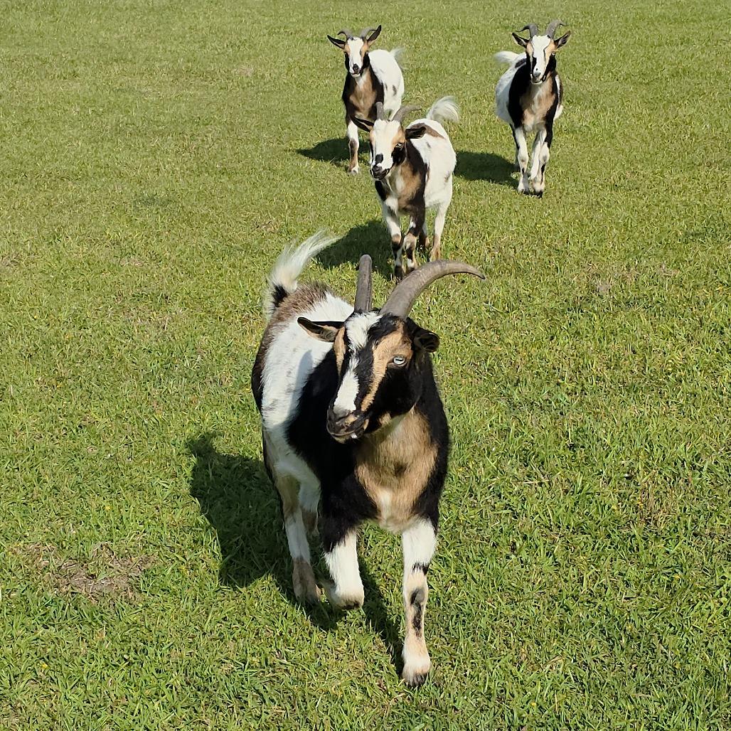 Red Stripe & 'Rona, a Adoptable Nigerian Dwarf in Beulaville, NC image 1/4