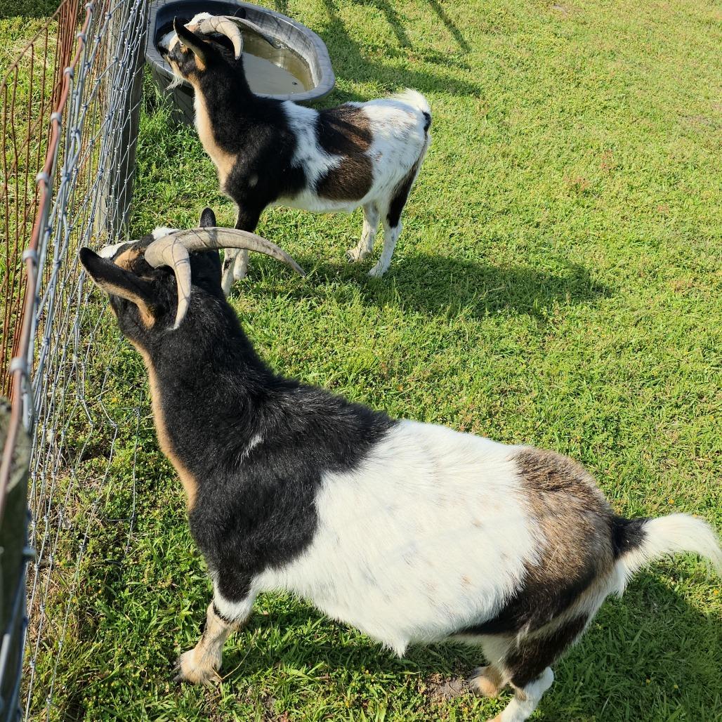 Red Stripe & 'Rona, a Adoptable Nigerian Dwarf in Beulaville, NC image 2/4
