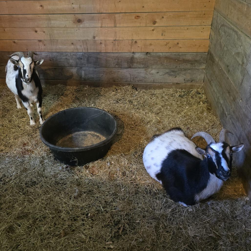 Red Stripe & 'Rona, a Adoptable Nigerian Dwarf in Beulaville, NC image 3/4