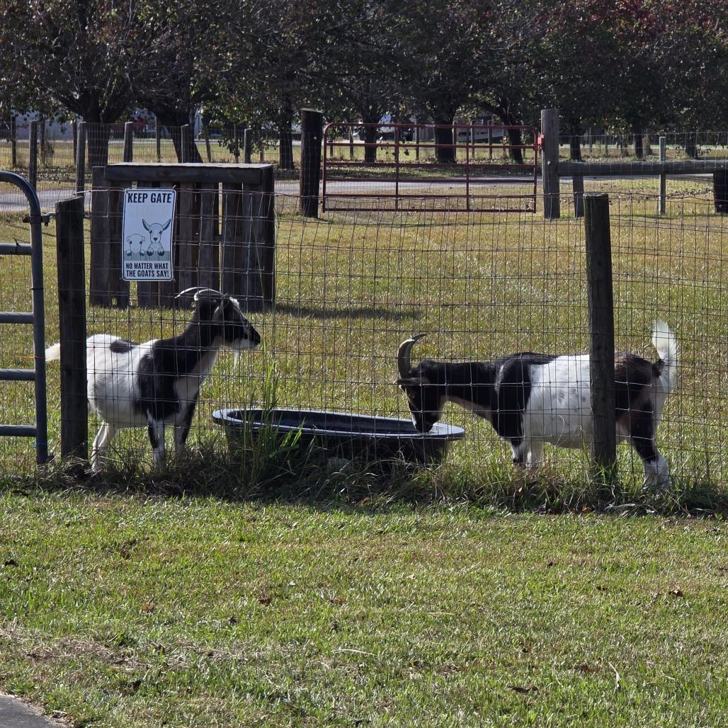 Red Stripe & 'Rona, a Adoptable Nigerian Dwarf in Beulaville, NC image 4/4