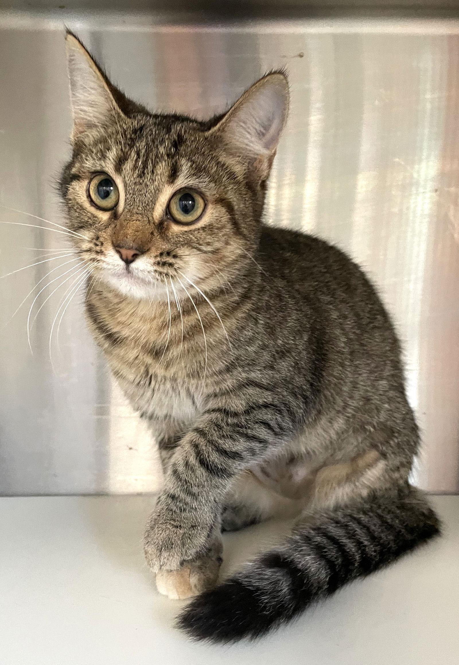 Trixie, Adoptable, Young Female Tabby & Calico.
