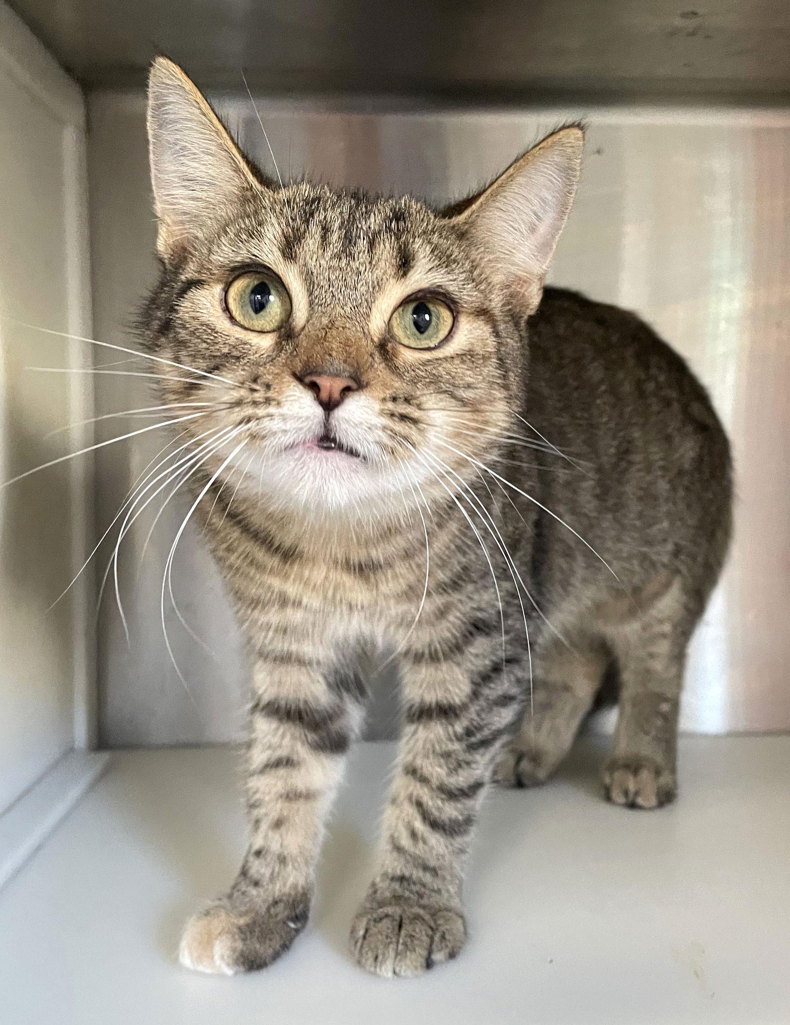 Enlarge Trixie, a Adoptable mixed breed in Carrollton, GA image 3/3