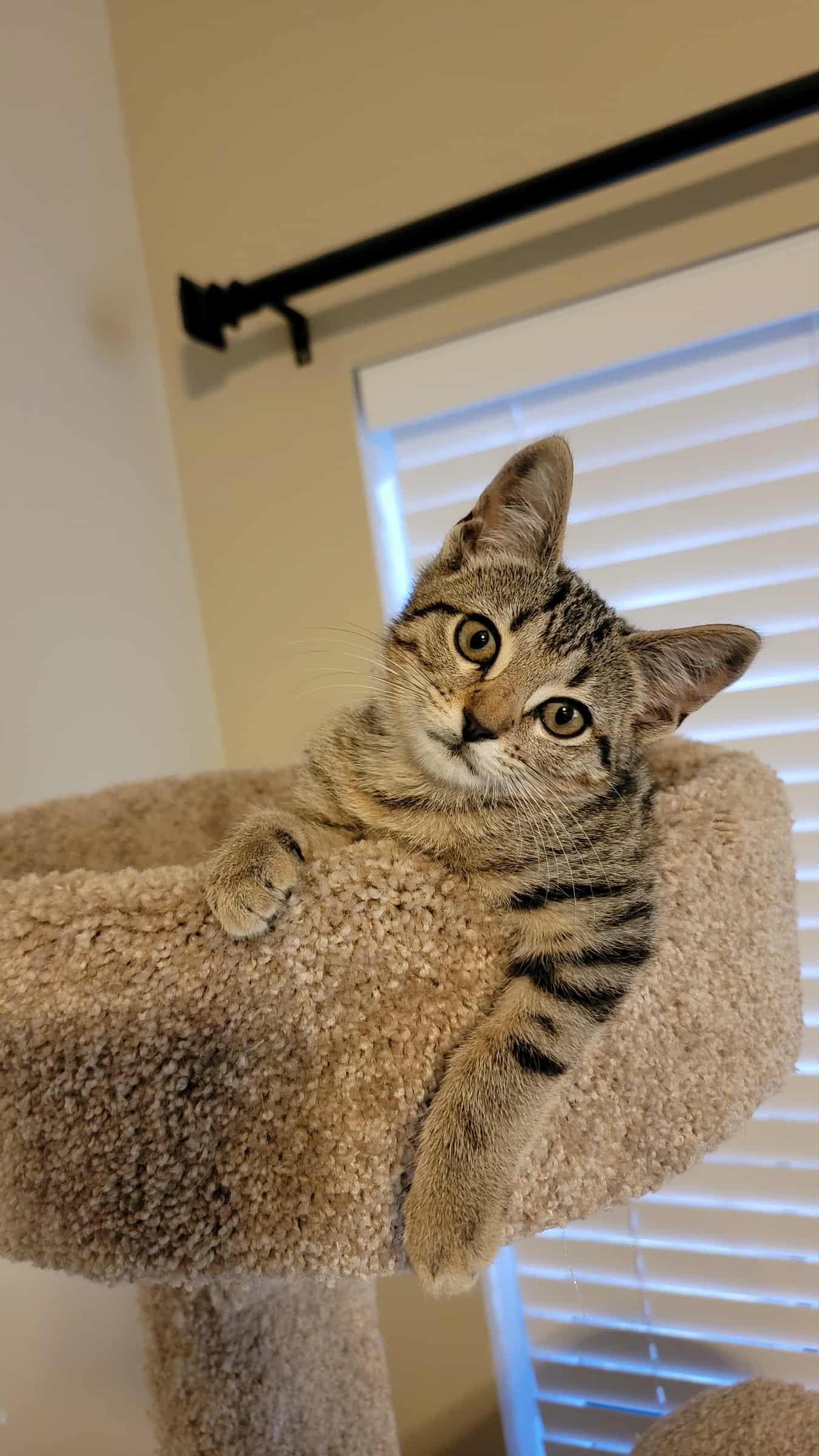 Dexter! , ADOPTABLE, Kitten Male Domestic Short Hair & Tabby.