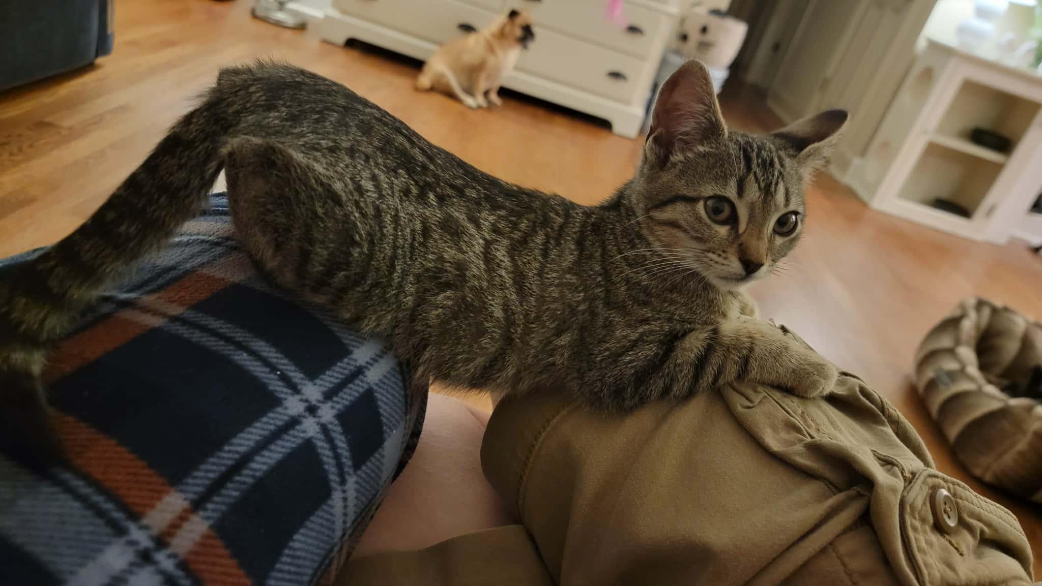 Enlarge Dexter! , an adopted mixed breed in Warwick, RI image 3/5